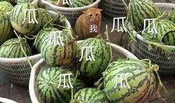 无拘无束的娱乐吃瓜,无拘无束的吃瓜盛宴